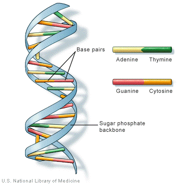 Dna extraction lab report